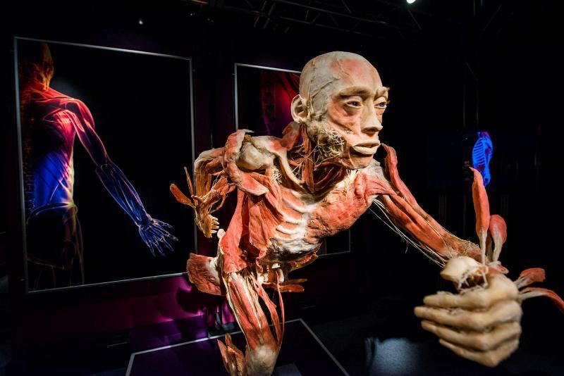 Музей Анатомии Человеческого тела