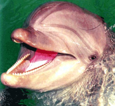 Найдены мутации, определившие развитие мозга дельфинов